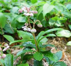 Attēlu rezultāti vaicājumam “Chimaphila umbellata”