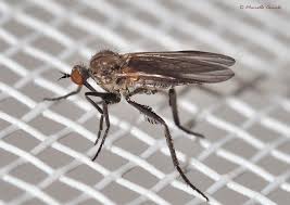 Attēlu rezultāti vaicājumam “Empis sp.”