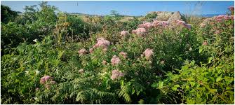 Image result for Eupatorium cannabinum