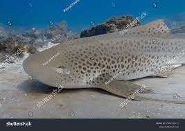 Image result for Stegostoma tigrinum
