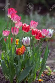 Attēlu rezultāti vaicājumam “Tulipa gesneriana flower”