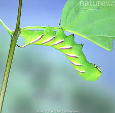 Attēlu rezultāti vaicājumam “Sphinx ligustri”