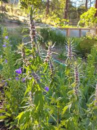 Attēlu rezultāti vaicājumam “Leonurus quinquelobatus”