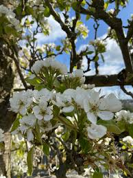 Attēlu rezultāti vaicājumam “Pyrus communis flower”