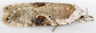 Attēlu rezultāti vaicājumam “Agonopterix alstromeriana”
