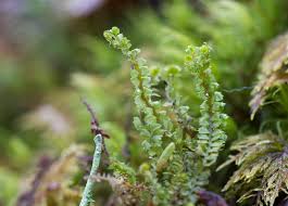 Attēlu rezultāti vaicājumam “Barbilophozia barbata”