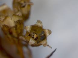 Attēlu rezultāti vaicājumam “Silene viscaria bud”