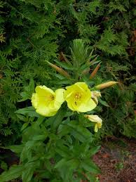 Image result for Nachtkerze