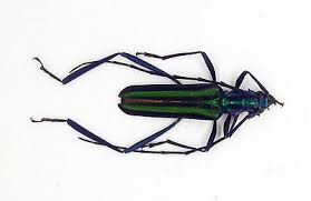 Attēlu rezultāti vaicājumam “Cerambycidae”