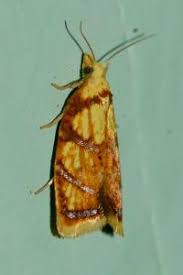 Attēlu rezultāti vaicājumam “Acleris bergmanniana”