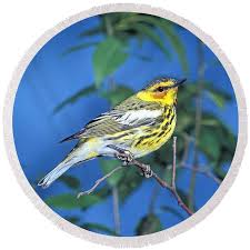 Image result for Dendroica tigrina