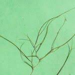 Attēlu rezultāti vaicājumam “Stuckenia filiformis”