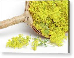 Attēlu rezultāti vaicājumam “Galium verum”