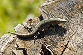 Attēlu rezultāti vaicājumam “Lacerta vivipara”