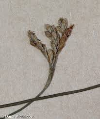 Attēlu rezultāti vaicājumam “Carex ornithopoda fruit”