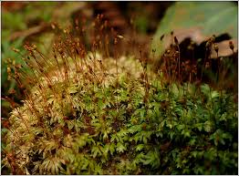 Attēlu rezultāti vaicājumam “Fissidens bryoides”