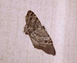 Attēlu rezultāti vaicājumam “Macaria signaria”