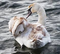 Attēlu rezultāti vaicājumam “Cygnus olor juvenile”