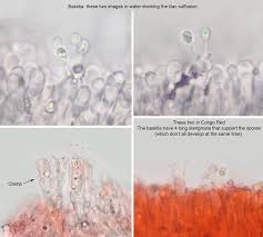 Attēlu rezultāti vaicājumam “Ramariopsis pulchella”