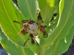 Attēlu rezultāti vaicājumam “Polistes”