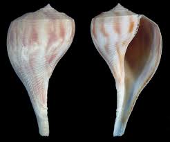 Image result for Sinistrofulgur perversum