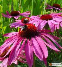 Image result for roter Sonnenhut