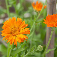 Attēlu rezultāti vaicājumam “Calendula officinalis flower”