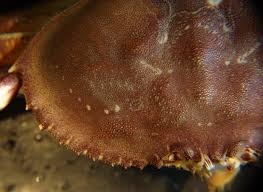 Image result for Metacarcinus magister