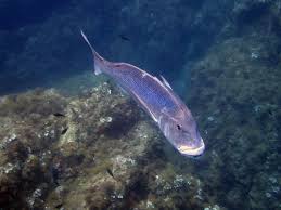 Image result for Salmo dentex