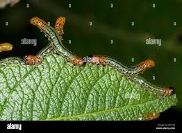 Attēlu rezultāti vaicājumam “Nematus salicis”