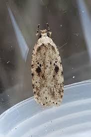 Attēlu rezultāti vaicājumam “Agonopterix aranella”
