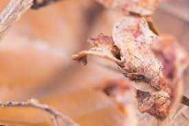 Attēlu rezultāti vaicājumam “Kleidocerys resedae imago”