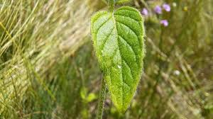 Attēlu rezultāti vaicājumam “Clinopodium vulgare leaf”