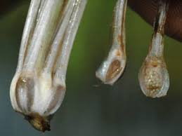 Attēlu rezultāti vaicājumam “Isoetes echinospora”