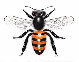 Attēlu rezultāti vaicājumam “Hymenoptera”