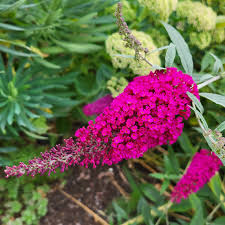 Image result for Buddleja davidii