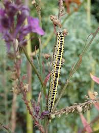 Attēlu rezultāti vaicājumam “Calophasia lunula larva”