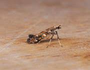 Attēlu rezultāti vaicājumam “Gracillaria syringella larva”