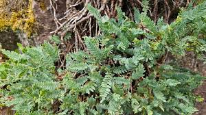 Attēlu rezultāti vaicājumam “Anthyllis arenaria”