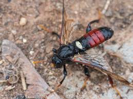 Attēlu rezultāti vaicājumam “Cimbex femoratus”