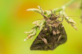 Attēlu rezultāti vaicājumam “Trachea atriplicis”