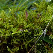 Attēlu rezultāti vaicājumam “Abietinella abietina”