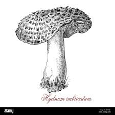 Attēlu rezultāti vaicājumam “Sarcodon imbricatum”