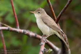 Image result for Hippolais pallida