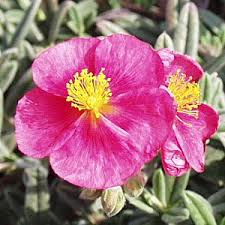 Attēlu rezultāti vaicājumam “Helianthemum nummularium flower”