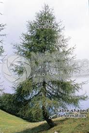 Attēlu rezultāti vaicājumam “Larix decidua”