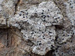 Attēlu rezultāti vaicājumam “Acrocordia gemmata”