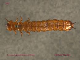 Attēlu rezultāti vaicājumam “Cucujidae”