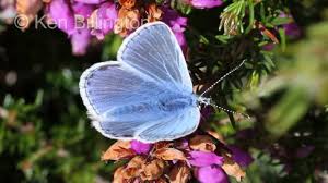 Attēlu rezultāti vaicājumam “Polyommatus icarus”