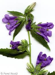 Attēlu rezultāti vaicājumam “Campanula trachelium bud”